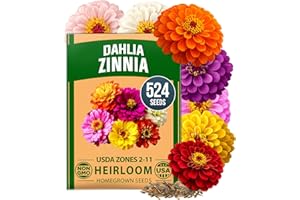 HOME GROWN Zinnia Dahlia Seeds Pack for 2026 Non GMO 524 Flower Seeds | Vibrant Zinnia Elegans for Pollinator Gardens, Borders & Containers | Easy-to-Grow Outdoor Blooms